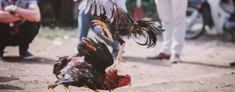 Đá Gà C1 C2 C3 C4 - Cẩm Nang Toàn Diện Cho Người Mới Bắt Đầu 5 Khái quát nhanh về các giải đá gà c1 c2 c3 c4